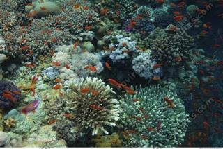 Photo Reference of Coral Sudan Undersea 0029
